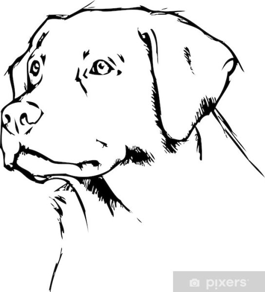 Эскиз голова лабрадора