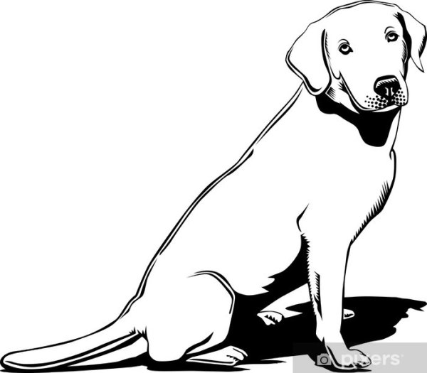 Раскраска щенок лабрадор щенки