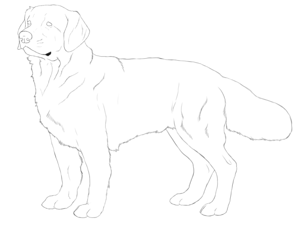 Контур головы собаки