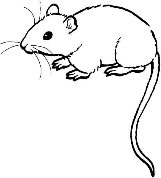 Мышка раскраска