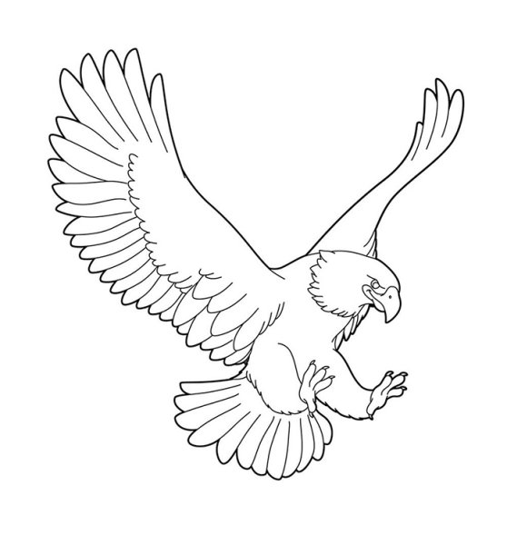 Орел для раскрашивания