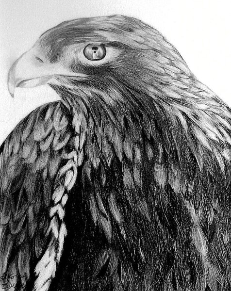 Орёл раскраска вектор