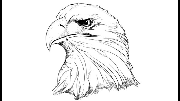 Коршун рисунок