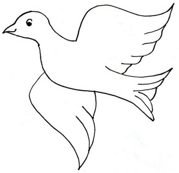 Голубь контур