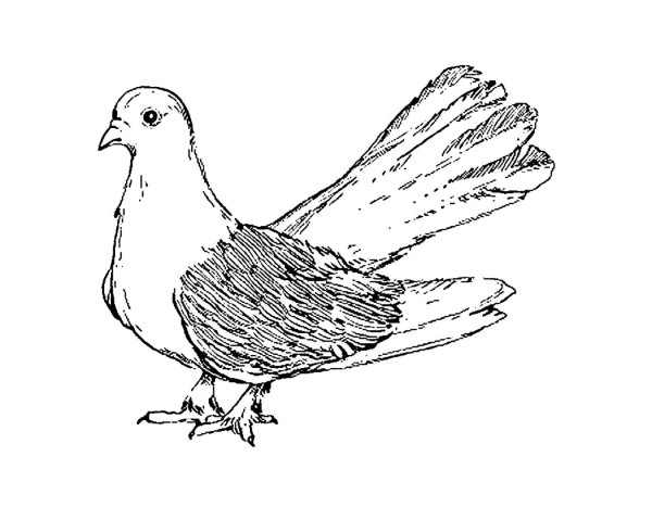 Трафарет голубя