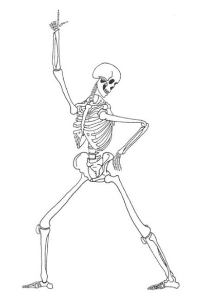 Анатомия скелета человека референс