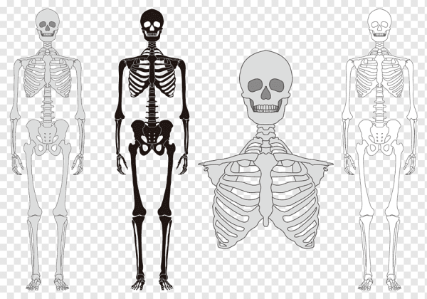 Скелет человека скелет человека