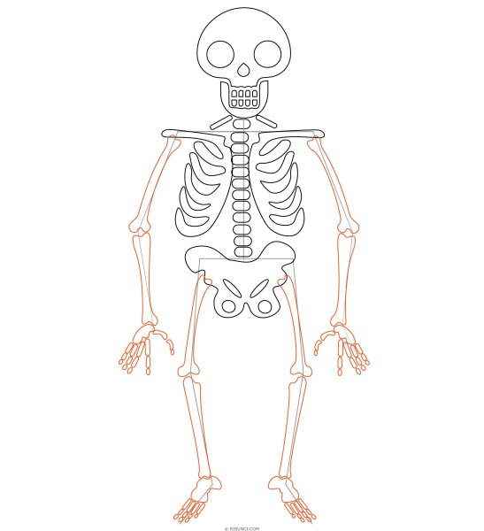 Скелет контур