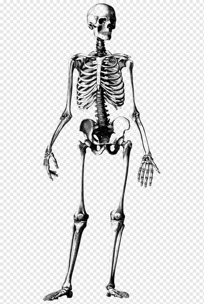 Скелет человека сбоку и спереди