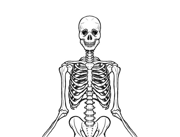 Скелет силуэт