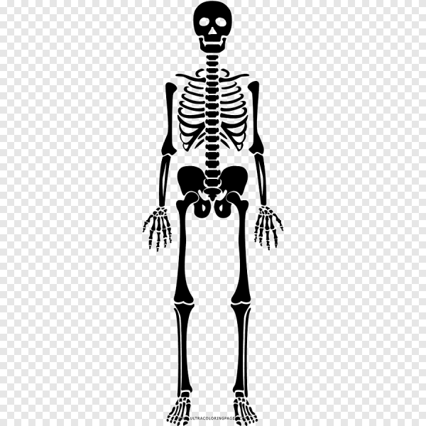 Скелет человека мультяшный