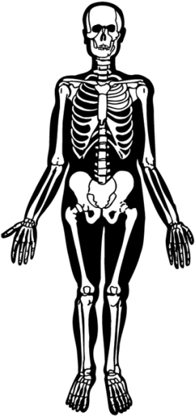 Скелет для срисовки