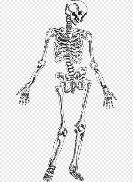 Векторный скелет