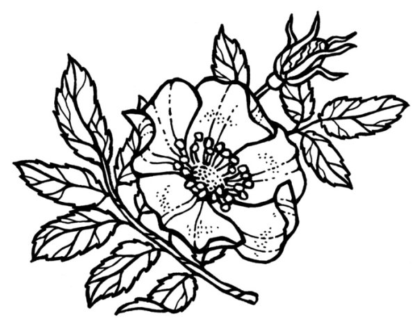 Цветы шиповника контур
