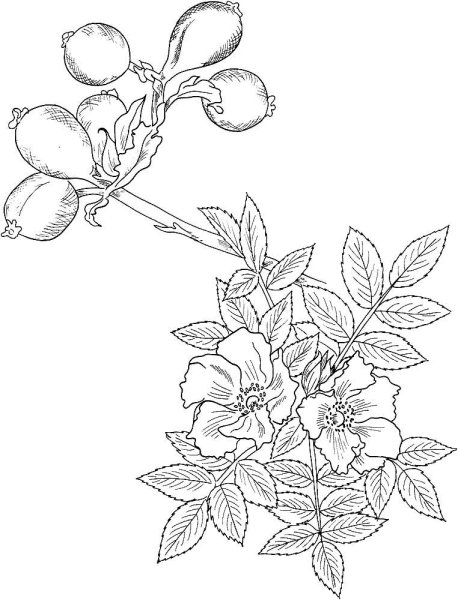 Раскраска куст шиповника