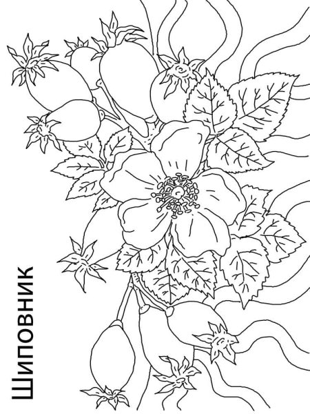 Шиповник трафарет