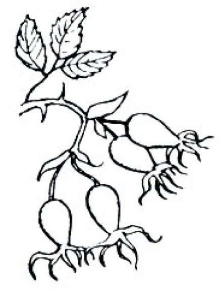 Шиповник вектор