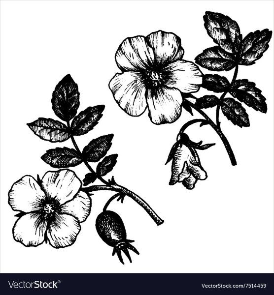 Шиповник скетч