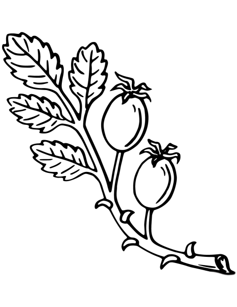 Шиповник контур