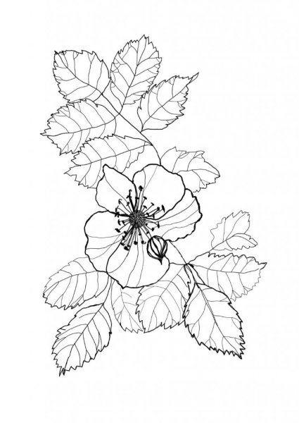 Шиповник морщинистый ботаника