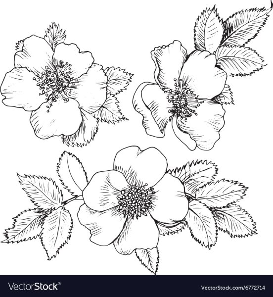 Шиповник раскраска для детей