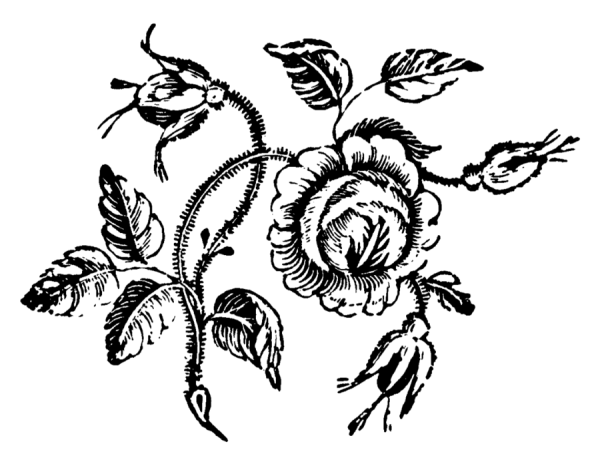 Цветы шиповника контур