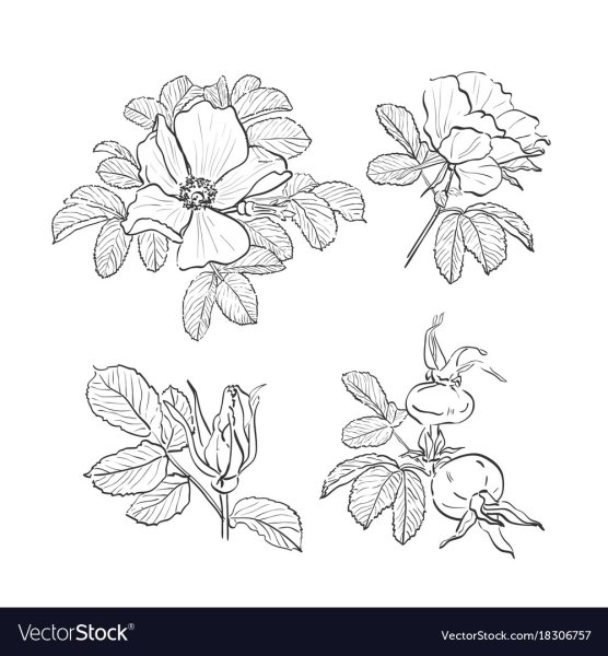 Ветка шиповника рисунок маленький