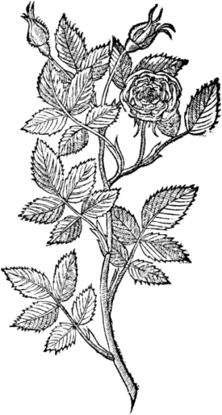 Шиповник мультяшная