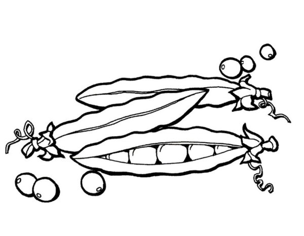 Стручок гороха раскраска для детей