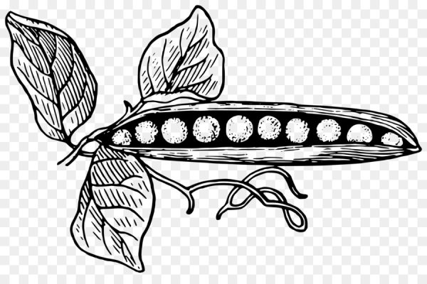 Горох раскраска