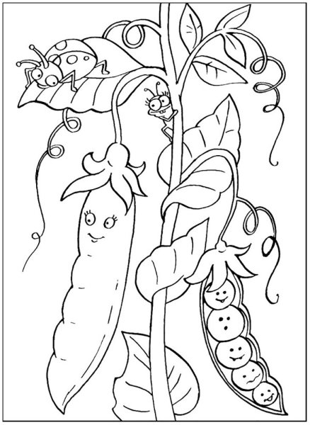 Стручок гороха раскраска