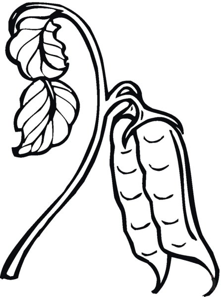 Стручок гороха раскраска
