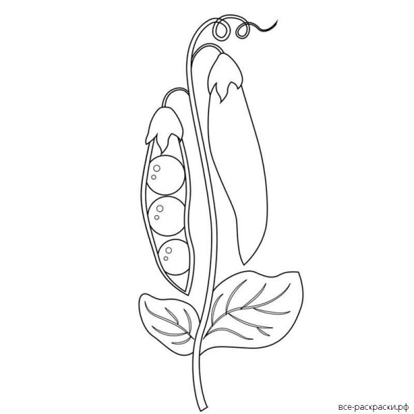 Фасоль раскраска для детей