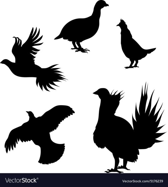 Контур тетерева