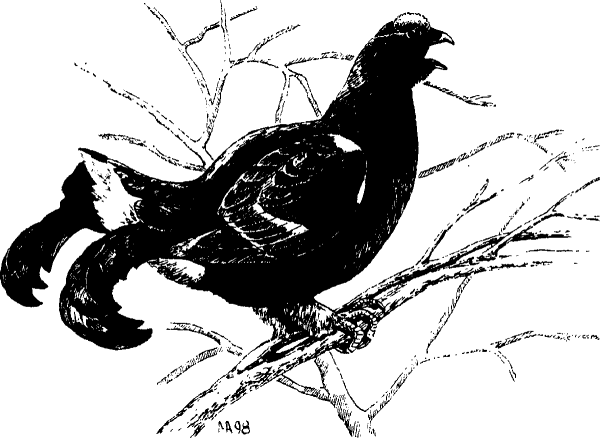 Тетерев-Косач рисунок