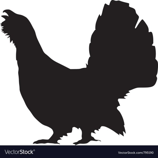 Силуэт тетерева