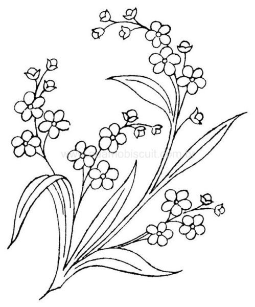 Незабудка раскраска для детей