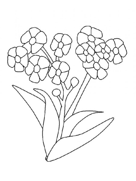 Незабудка цветок раскраска для детей