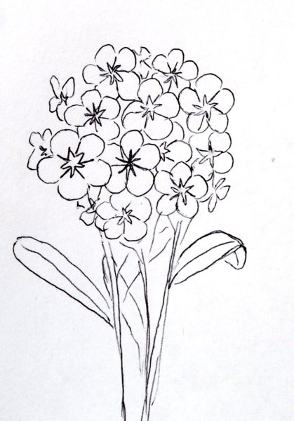 Незабудка рисунок