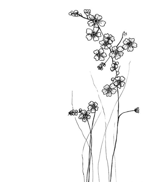 Незабудка карандашом