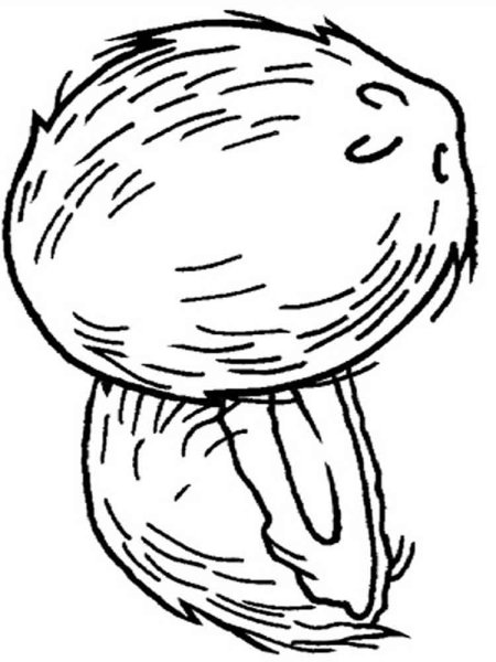 Кокос Графика