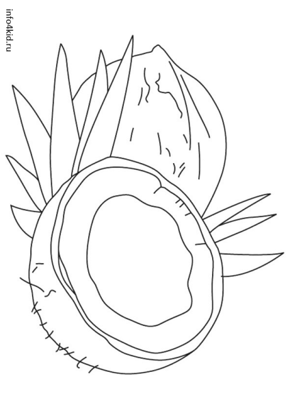 Кокос рисунок карандашом