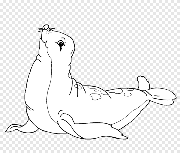 Тюлень рисунок