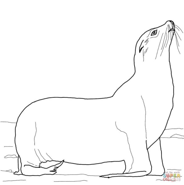 Тюлень раскраска
