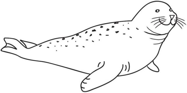 Морской котик раскраска