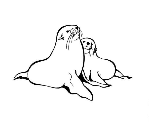 Нарисовать морского котика