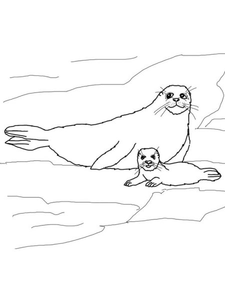 Рисование морской котик