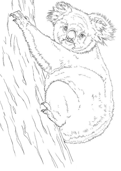 Коала рисунок карандашом