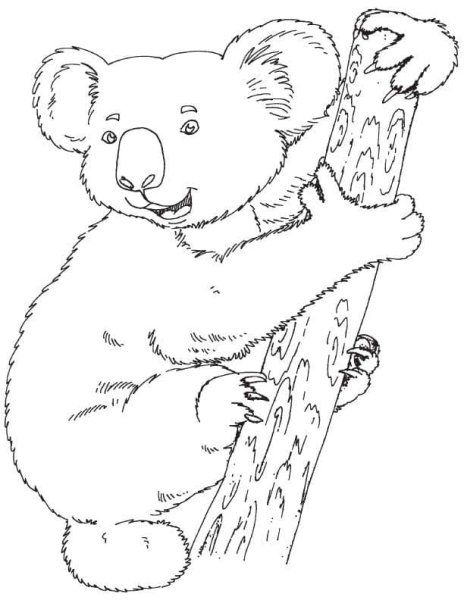 Коала. Раскраска