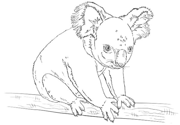 Распечатка раскраска коала